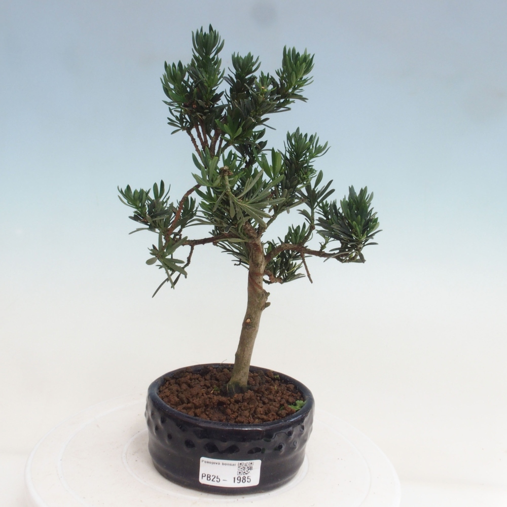 Pokojová bonsai - Podocarpus - Kamenný tis