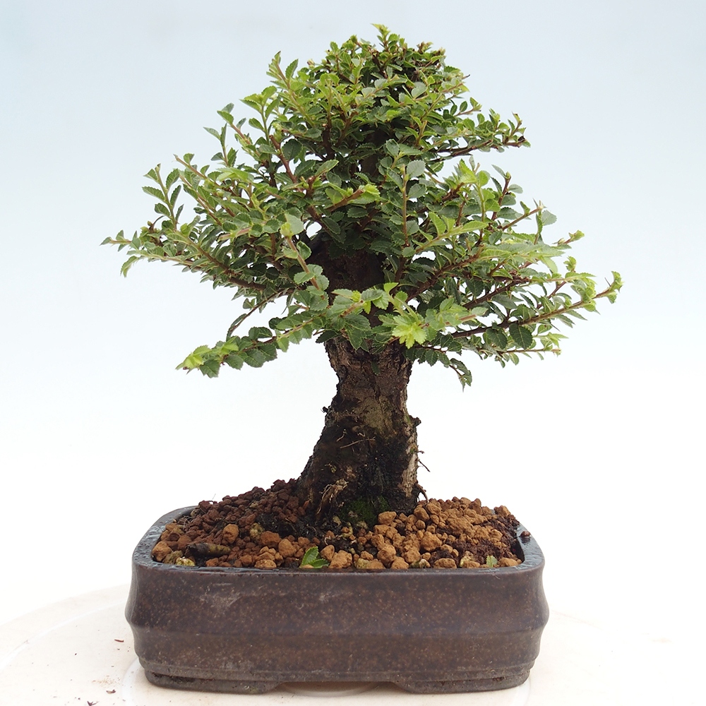 Venkovní bonsai - Ulmus parvifolia Hokkaido - jilm Čínský