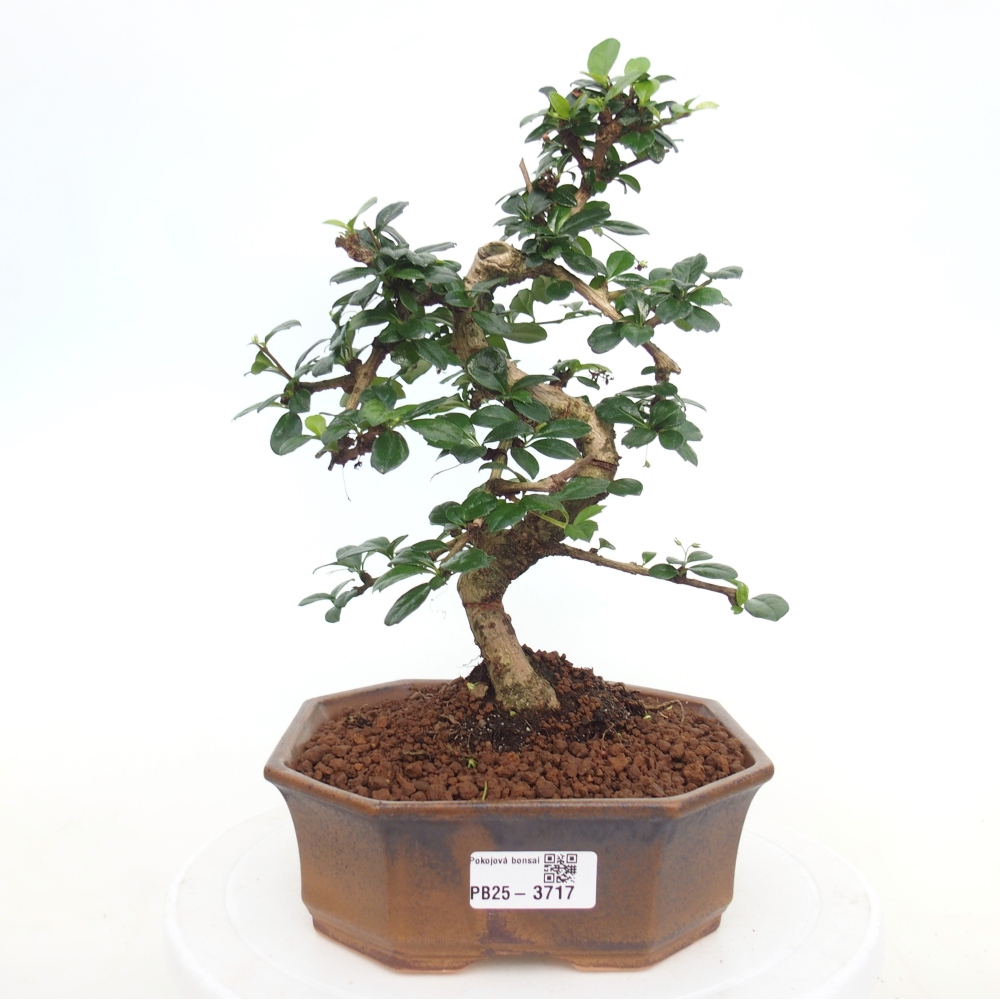 Pokojová bonsai - Carmona macrophylla - Čaj fuki