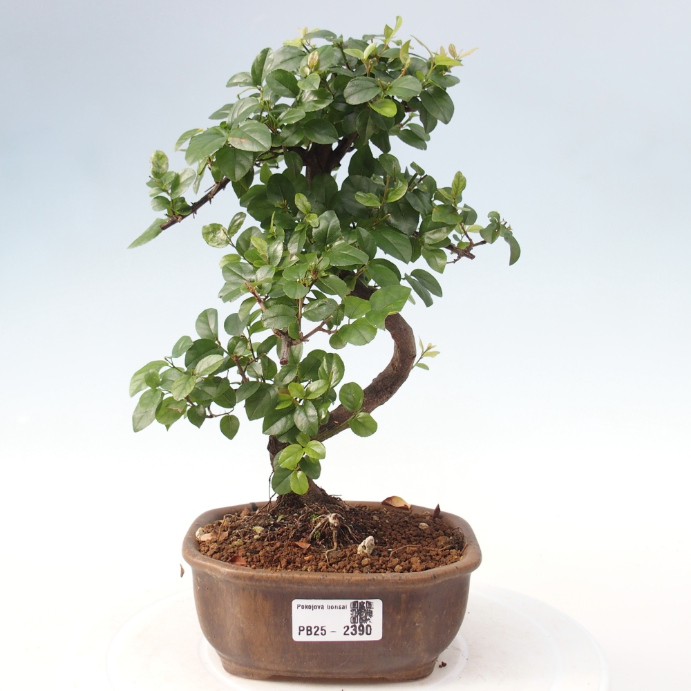 Pokojová bonsai - Sagerécie thea - Sagerécie thea