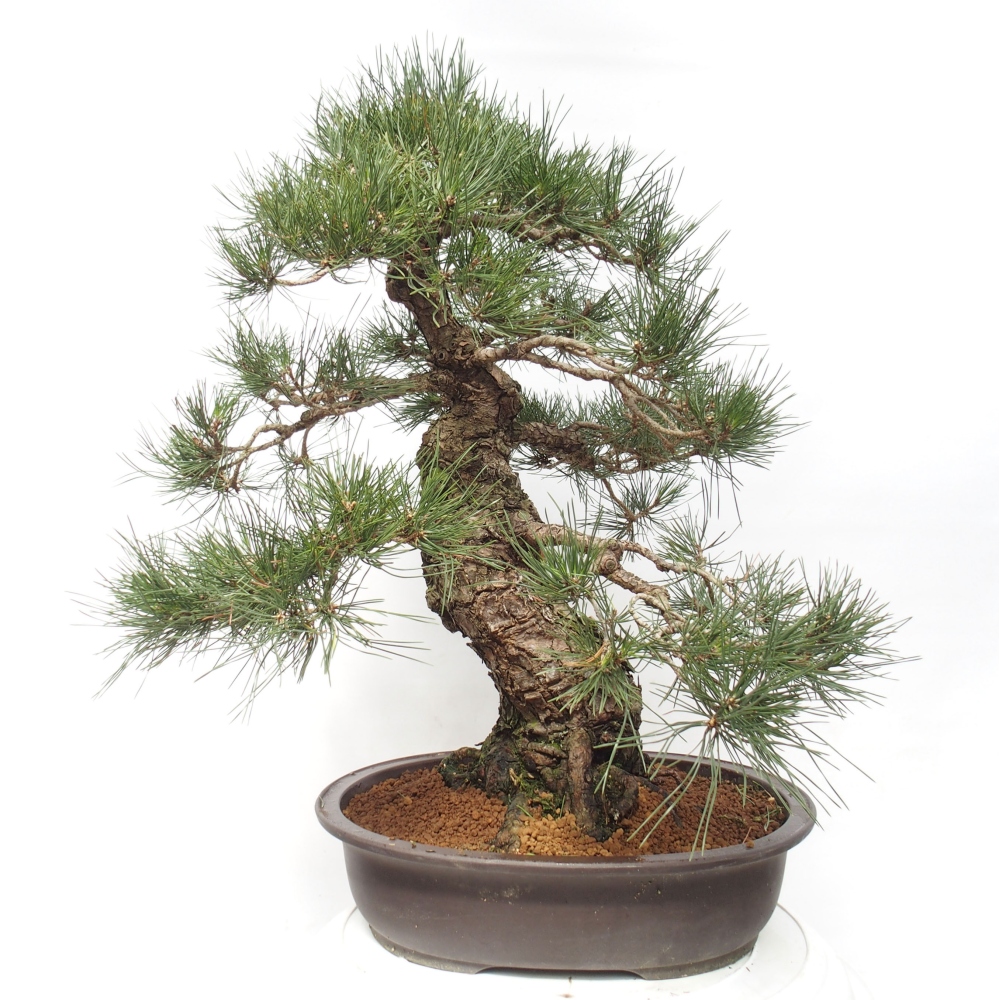Venkovní bonsai - Pinus thunbergii - Borovice thunbergova