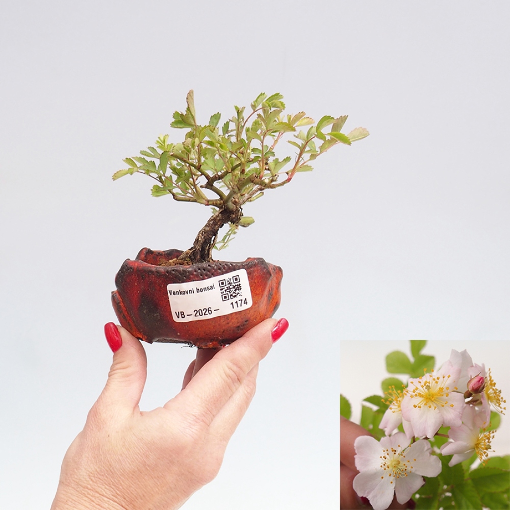 Venkovní bonsai - Rosa sp. - malokvětá růže