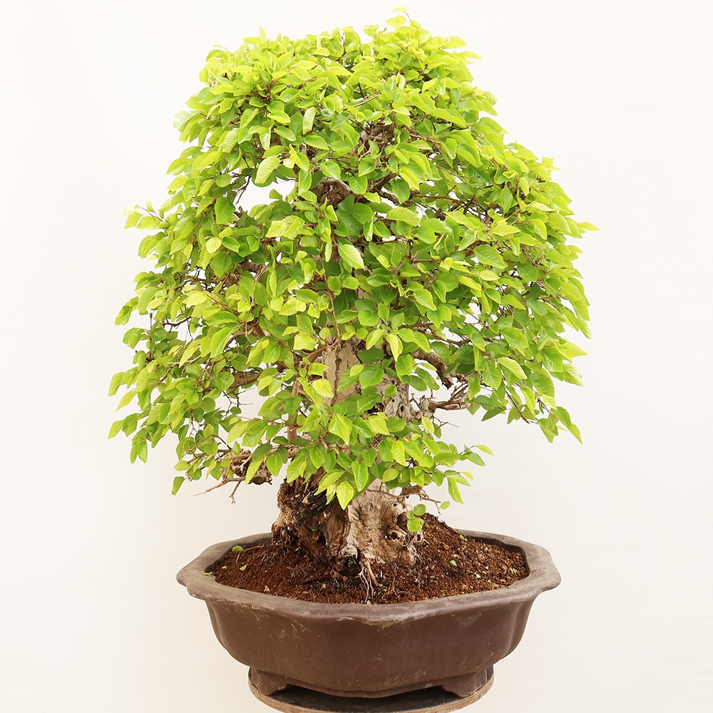 Venkovní bonsai -Carpinus Coreana - Habr korejský