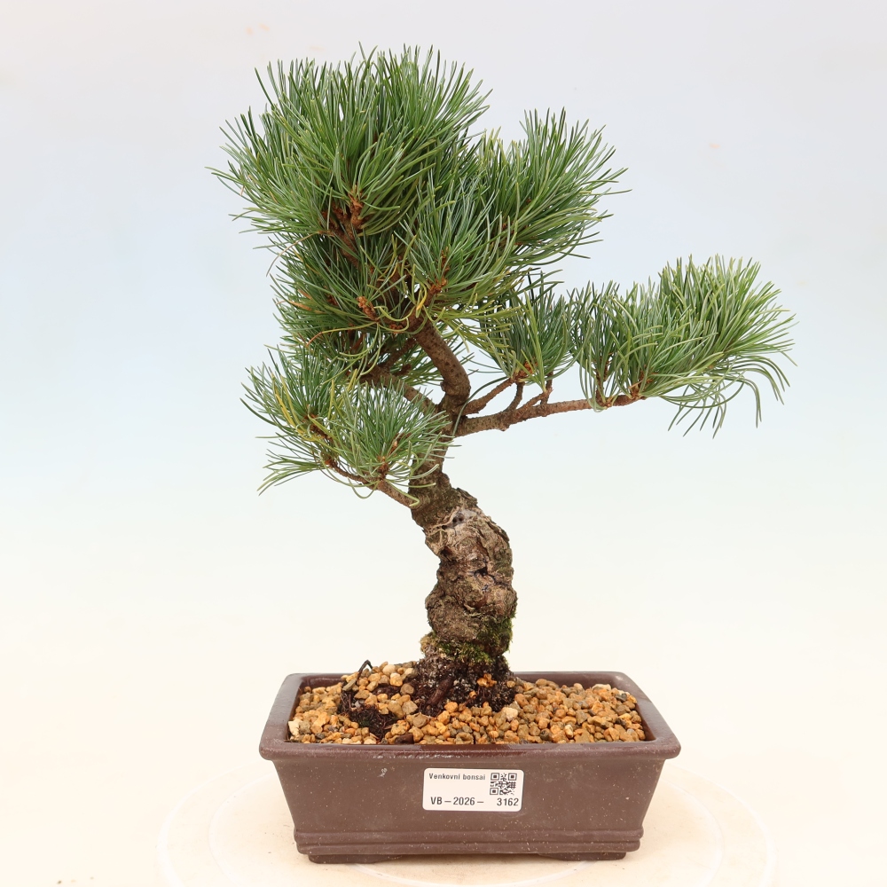Venkovní bonsai - Pinus parviflora - Borovice drobnokvětá