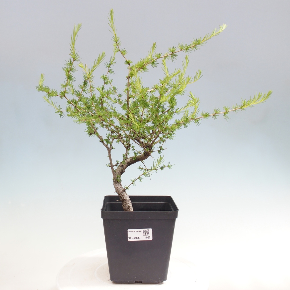 Venkovní bonsai -Larix decidua - Modřín opadavý 