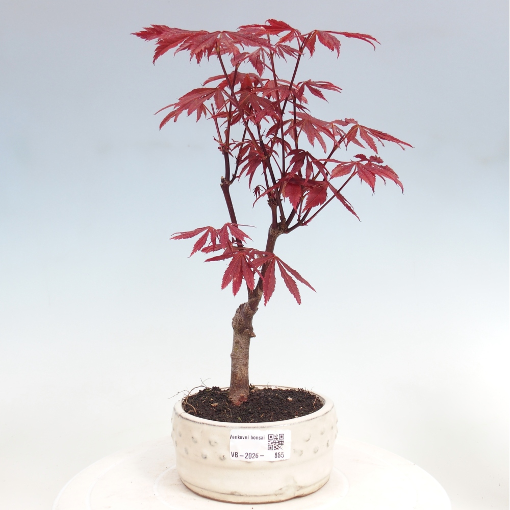 Venkovní bonsai - Acer palm. Atropurpureum-Javor dlanitolistý