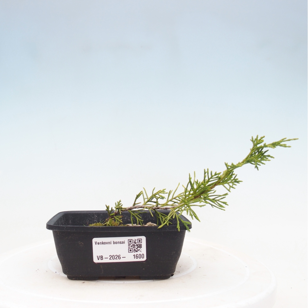 Venkovní bonsai - Juniperus chinensis Itoigawa -Jalovec čínský