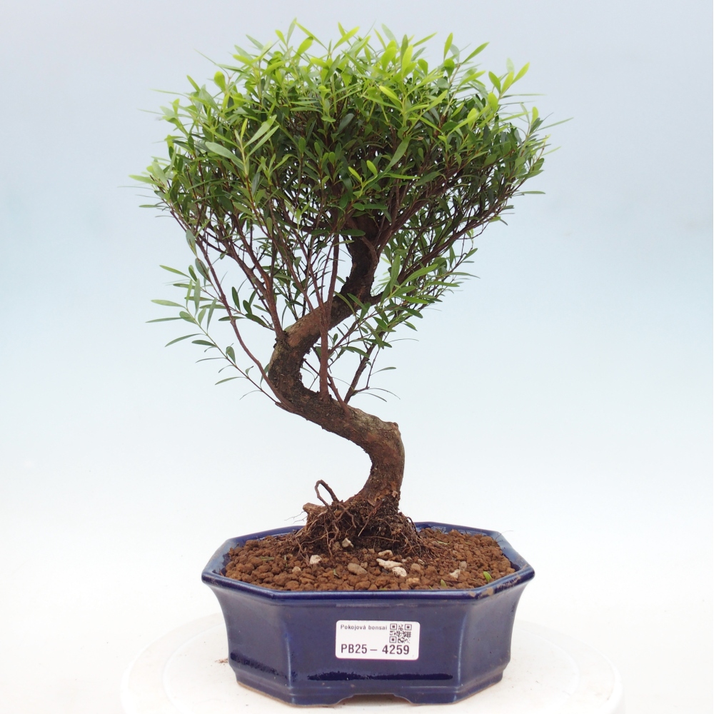 Pokojová bonsai - Syzygium - Pimentovník