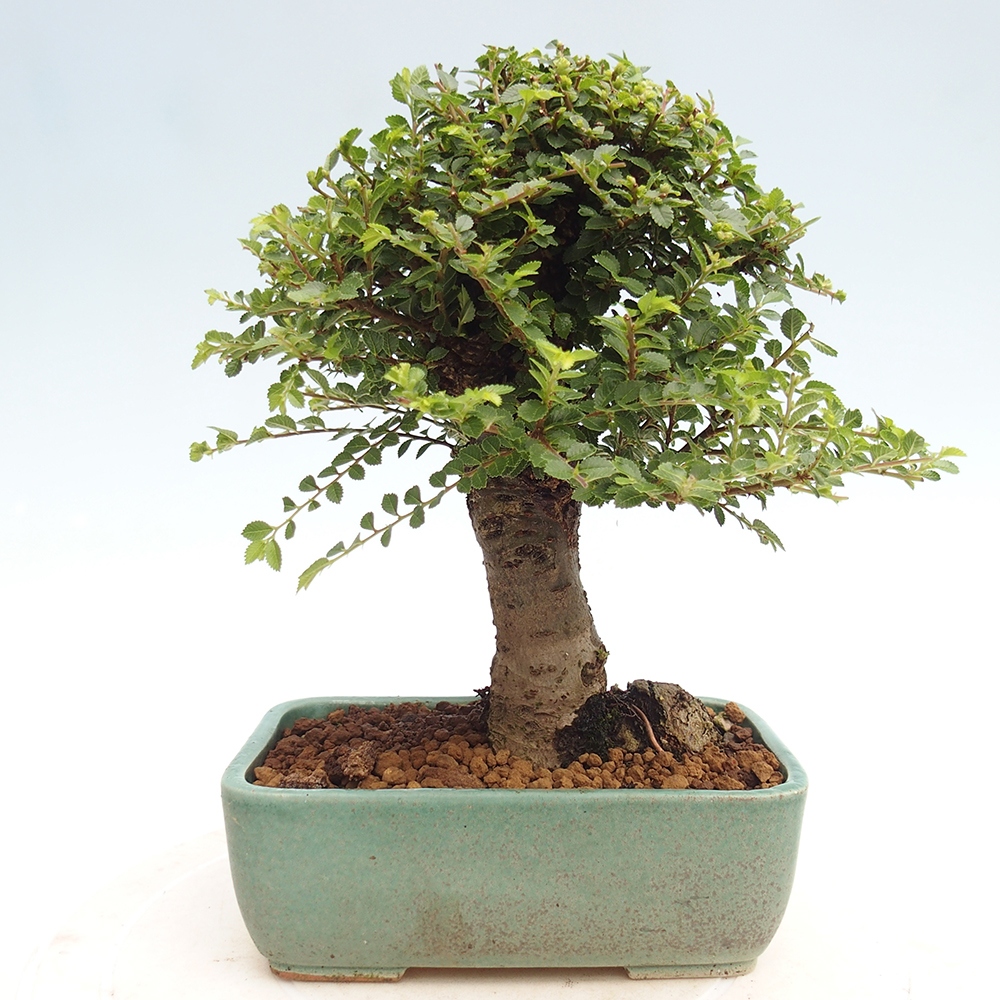 Venkovní bonsai - Ulmus parvifolia Hokkaido - jilm Čínský