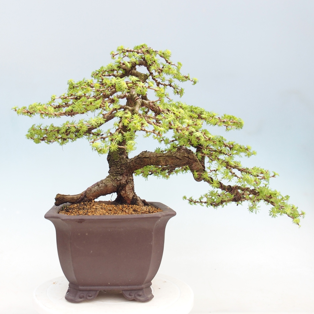 Venkovní bonsai -Larix decidua - Modřín opadavý 