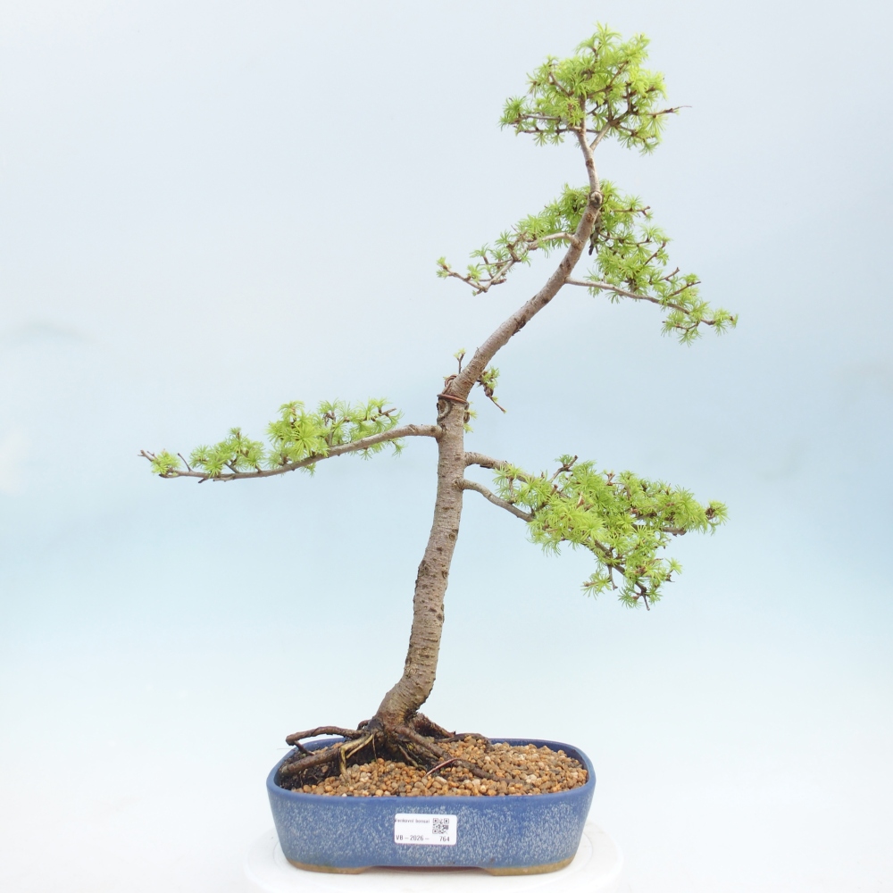 Venkovní bonsai -Larix decidua - Modřín opadavý 