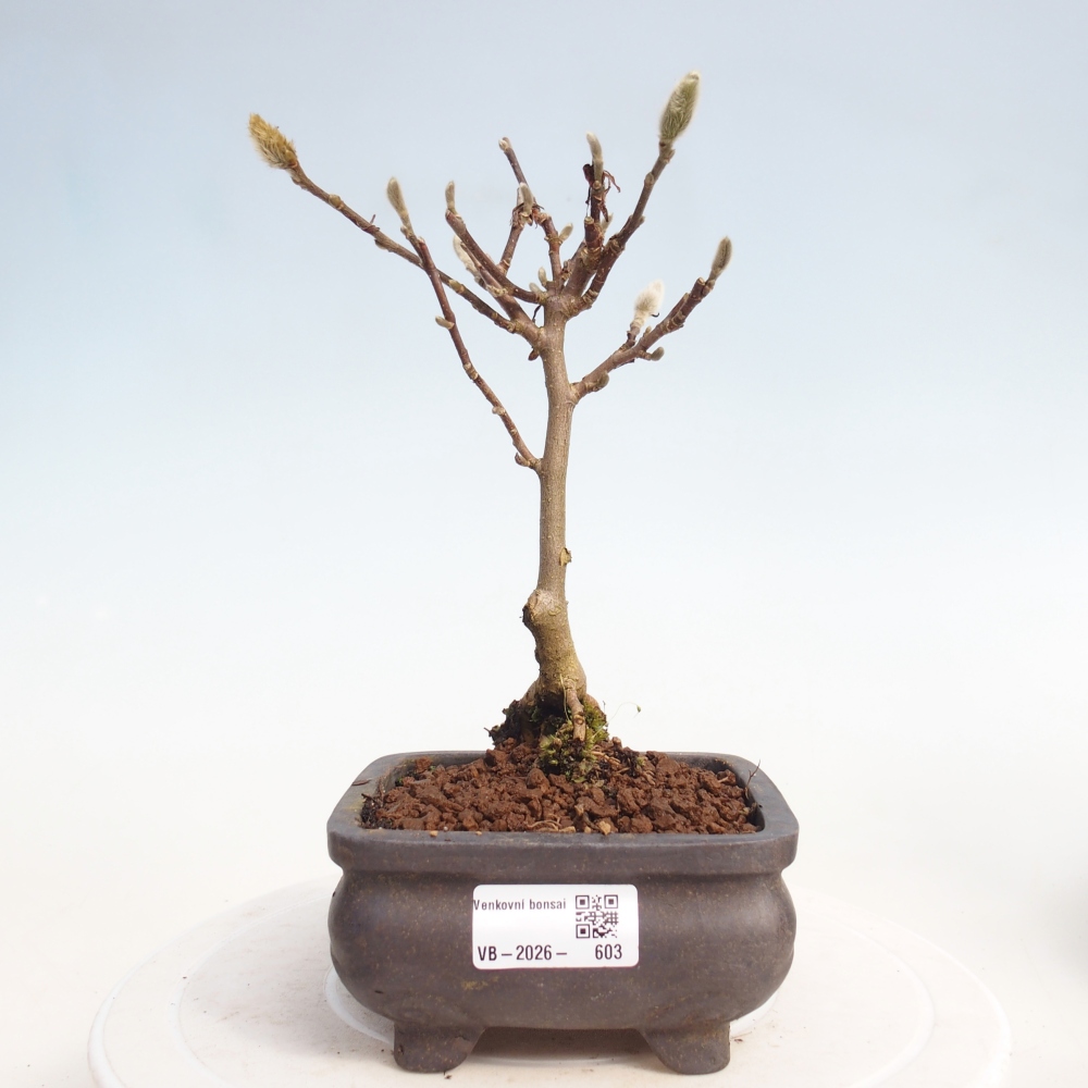 Venkovní bonsai - Magnolia stellata  -  Šácholán hvězdokvětý
