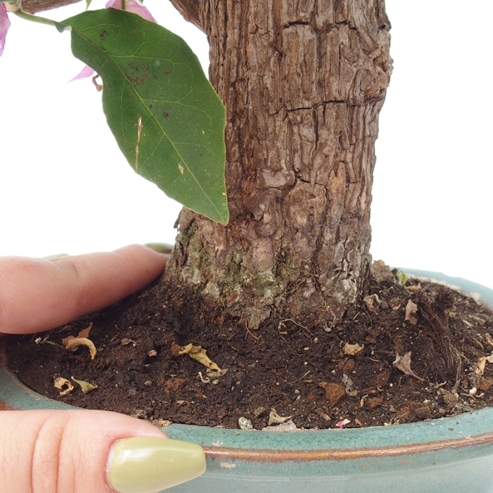 Pokojová bonsai - Bouganwilea