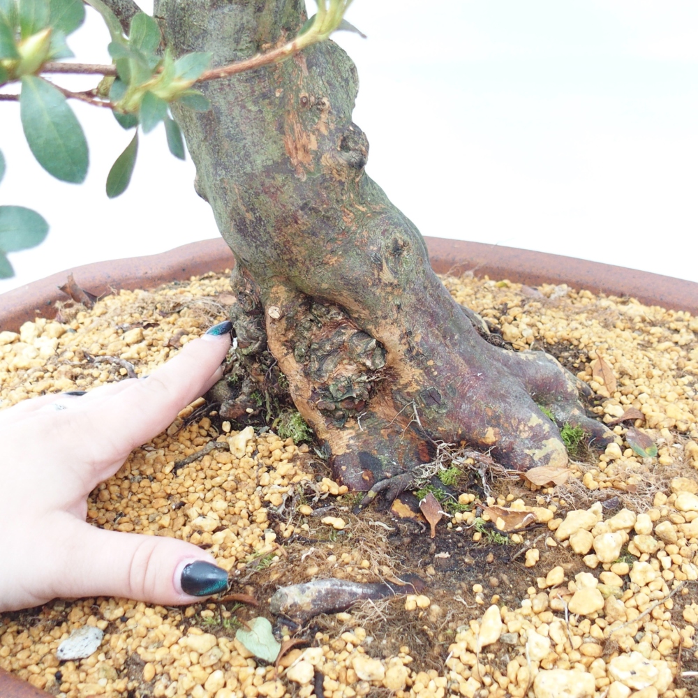 Venkovní bonsai - Japonská azalka - Azalea Sansei