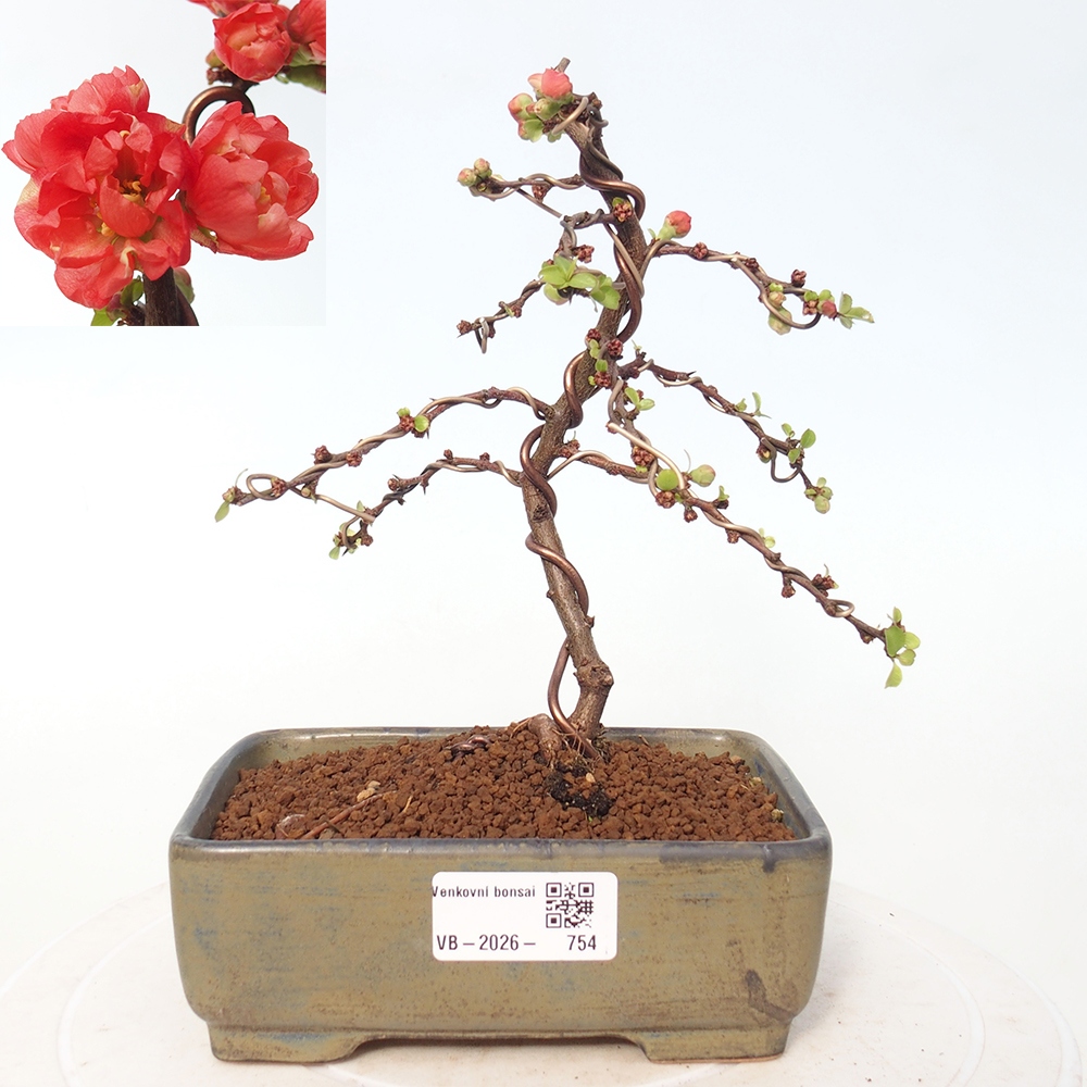 Venkovní bonsai - Chaneomeles s. Red Joy - Kdoulovec 