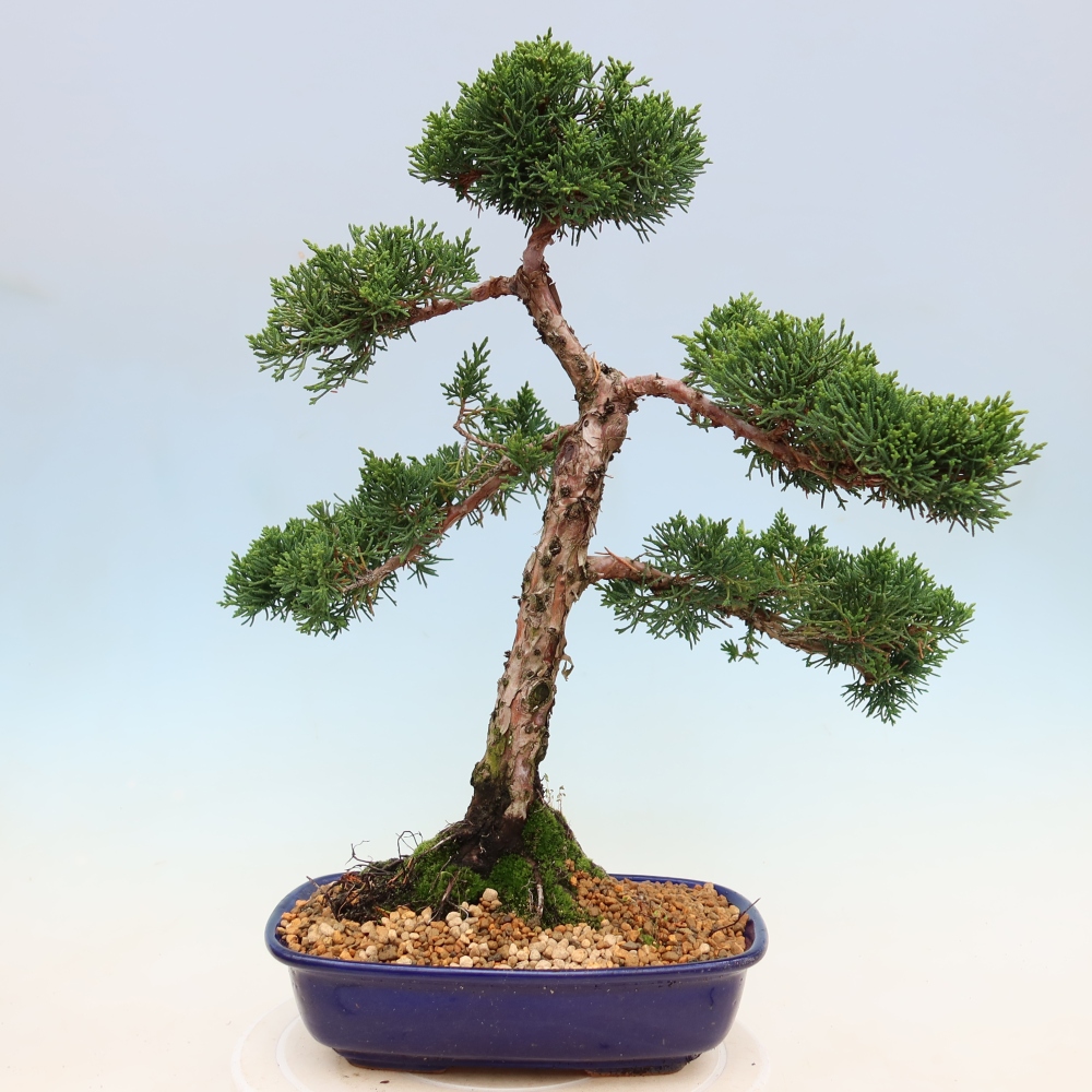 Venkovní bonsai - Juniperus chinensis Kishu -Jalovec čínský
