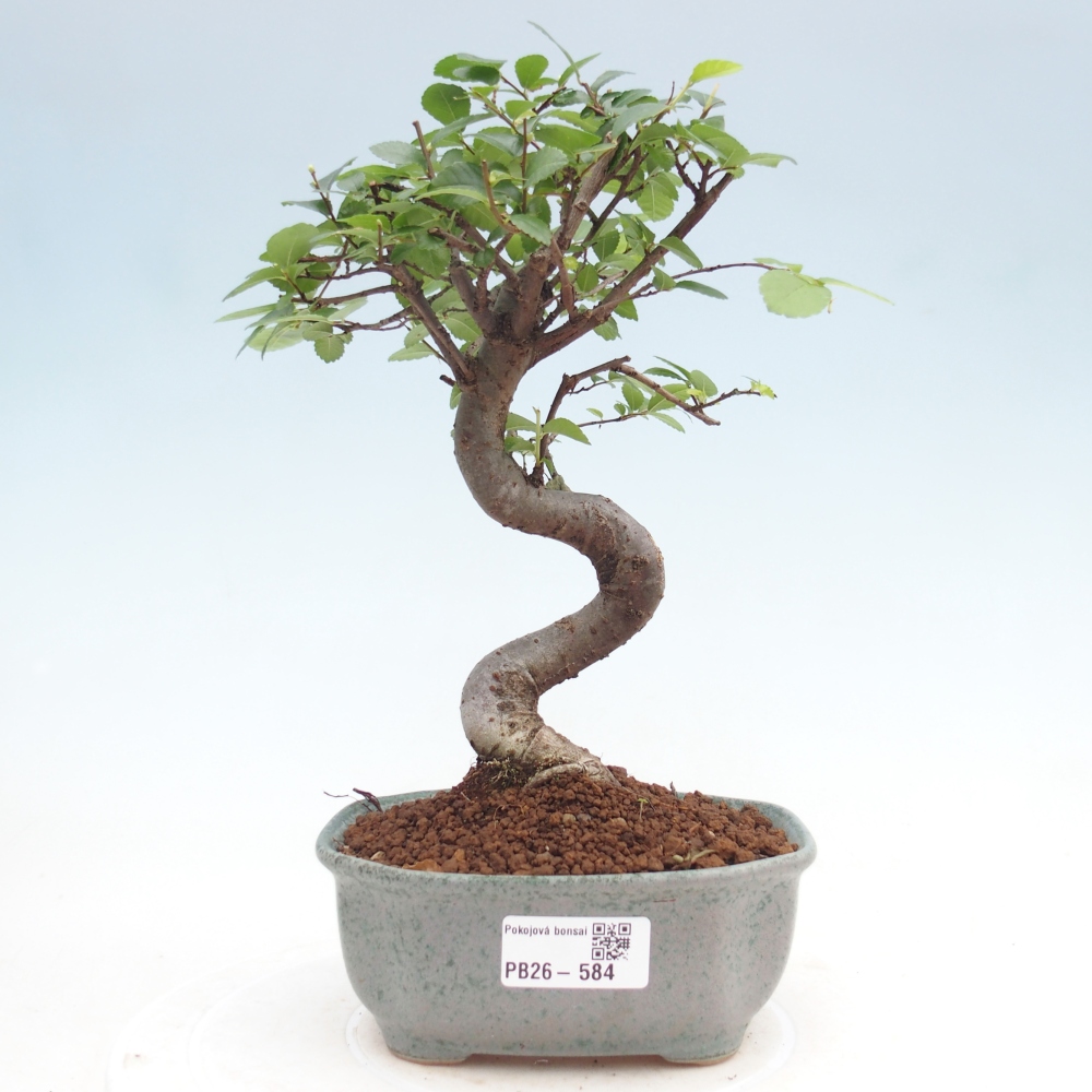 Pokojová bonsai - Ulmus parvifolia - Malolistý jilm