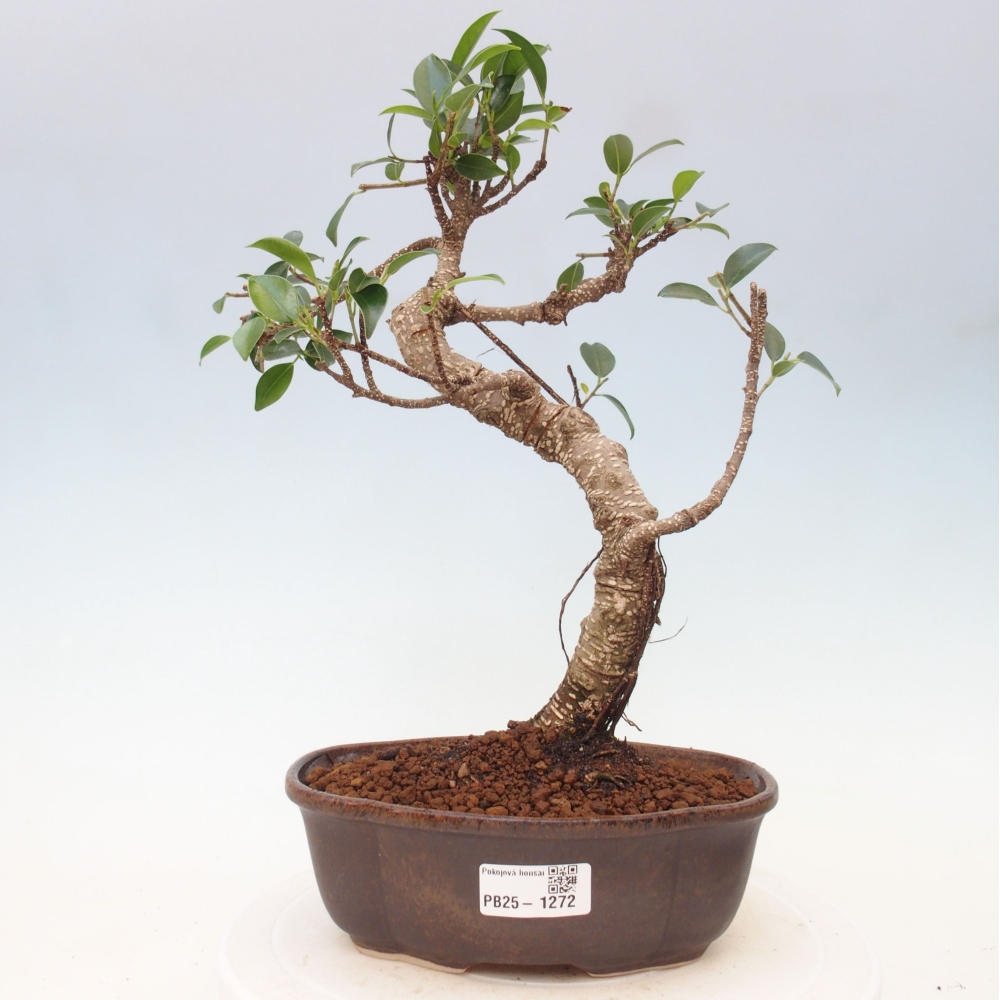 Pokojová bonsai - Ficus retusa -  malolistý fíkus