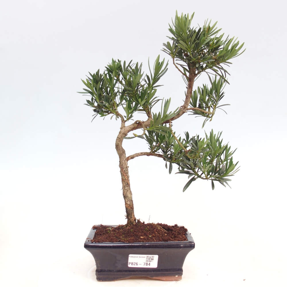Pokojová bonsai - Podocarpus - Kamenný tis