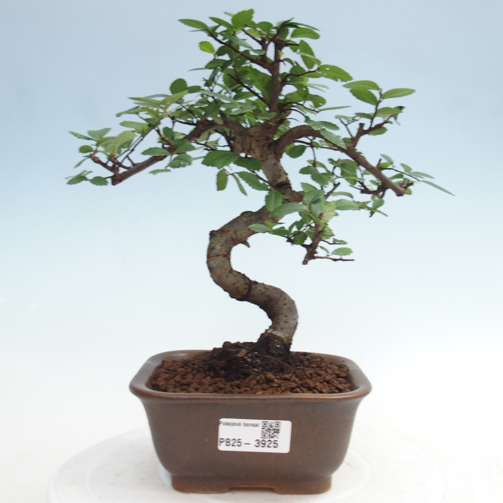 Pokojová bonsai - Ulmus parvifolia - Malolistý jilm
