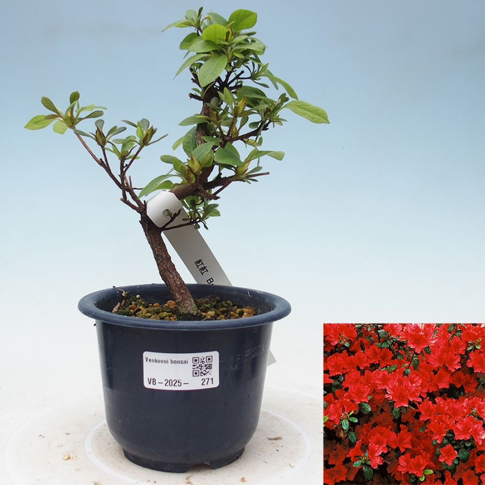 Venkovní bonsai - Japonská azalka - Azalea Benibeni