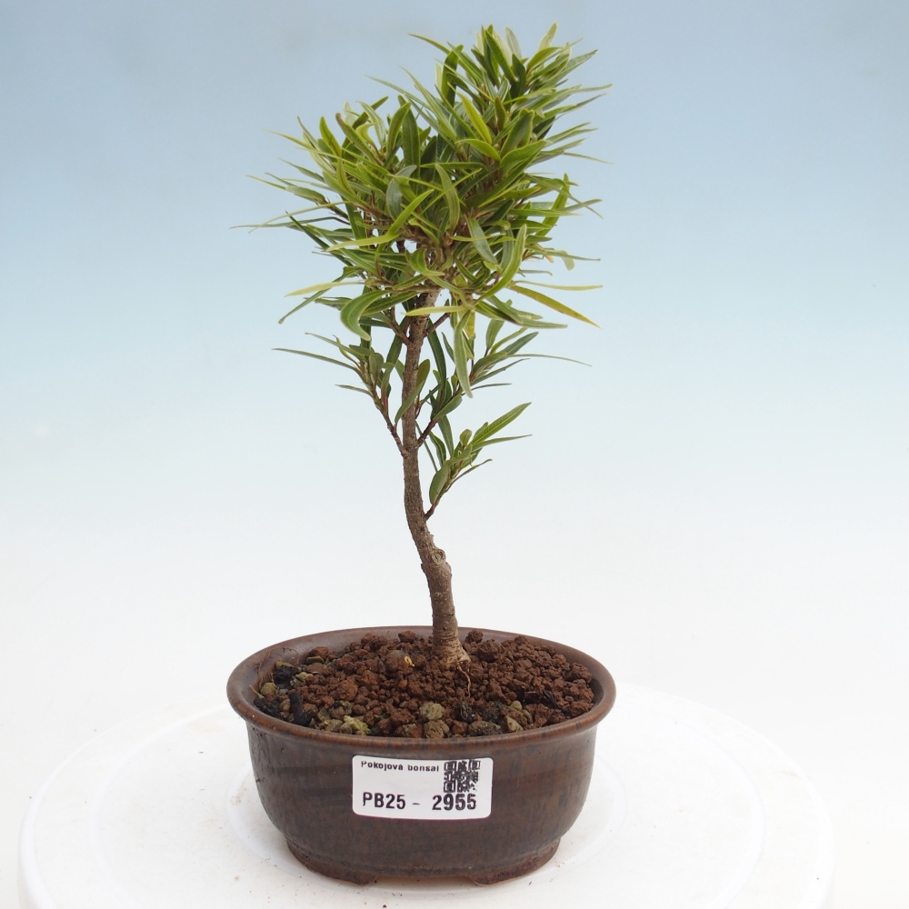 Pokojová bonsai - Ficus nerifolia -  malolistý fíkus