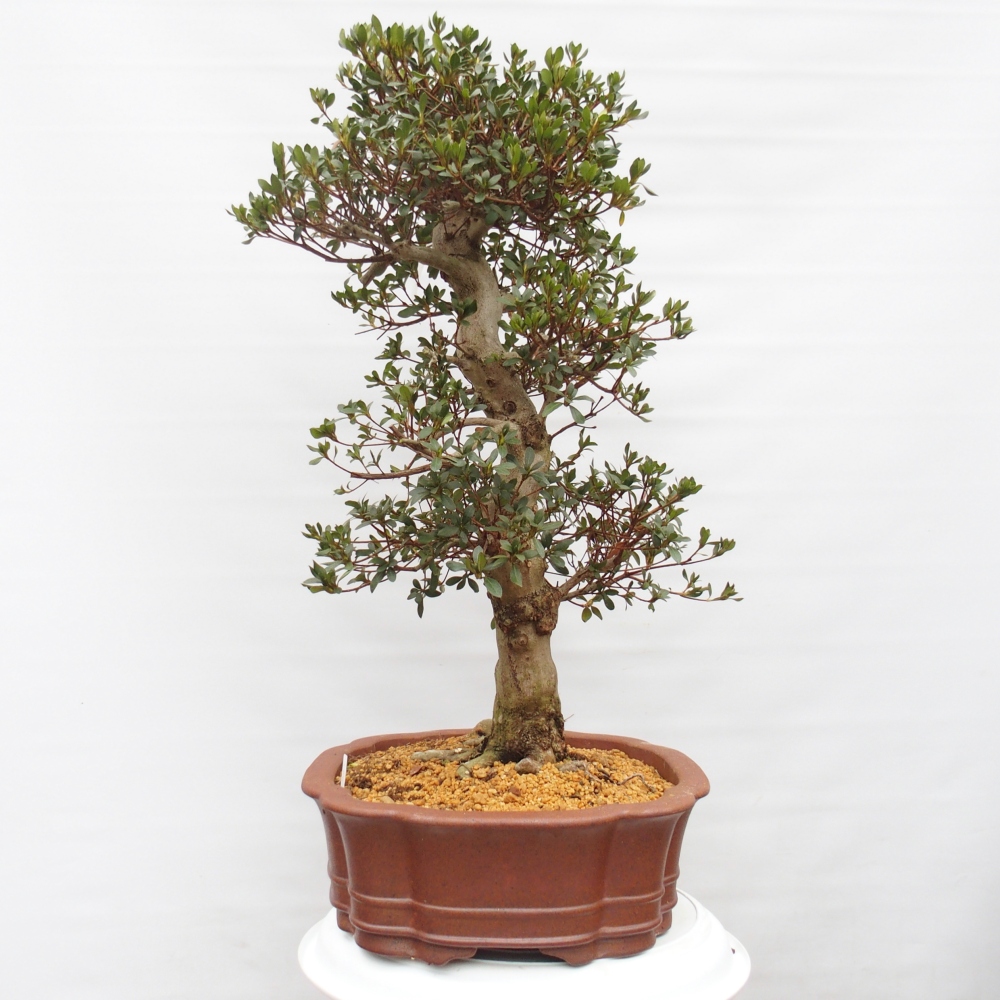 Venkovní bonsai - Japonská azalka - Azalea Sansai