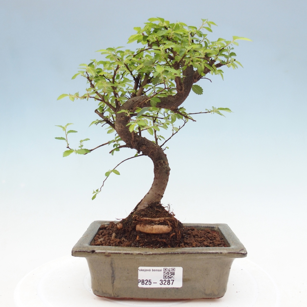 Pokojová bonsai - Ulmus parvifolia - Malolistý jilm