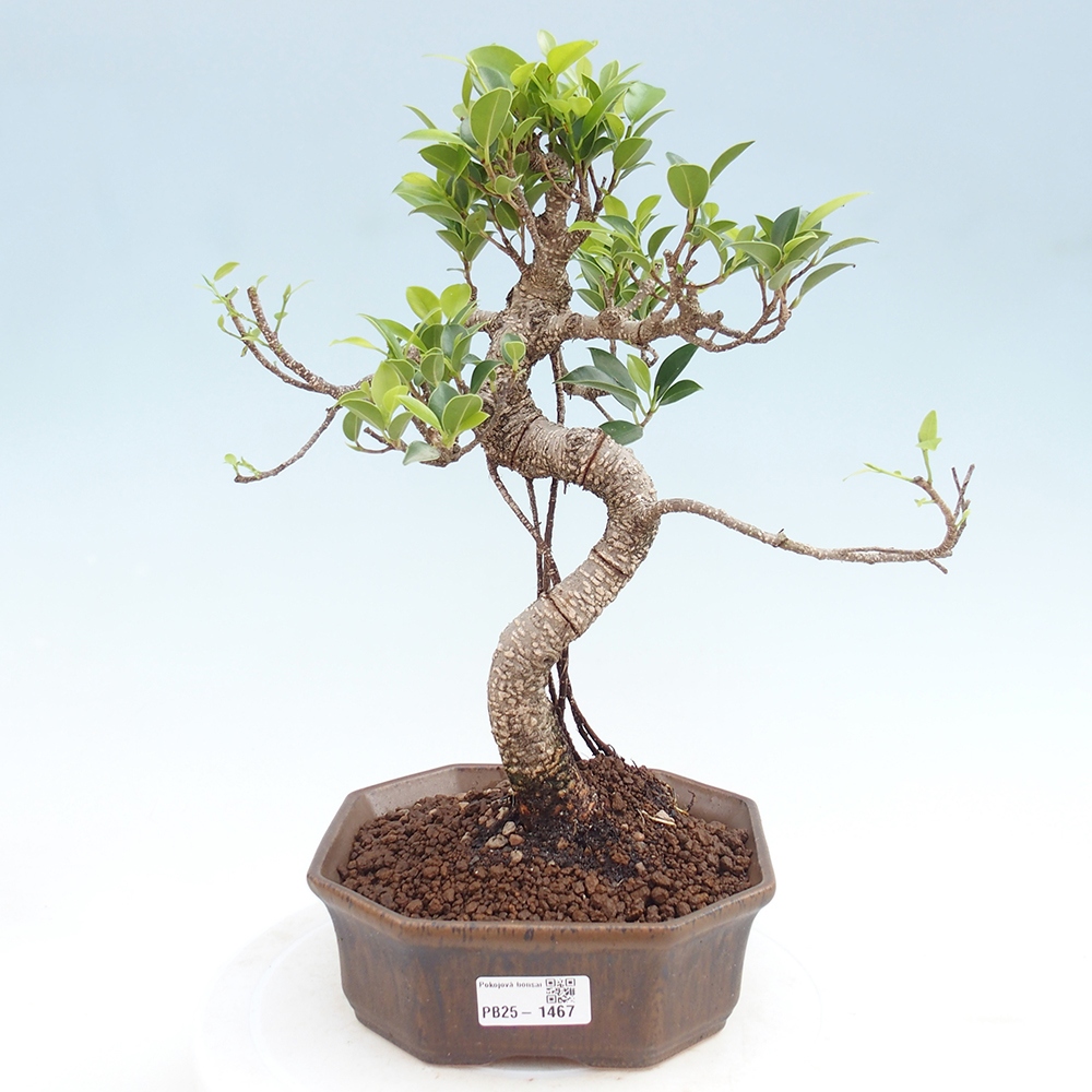 Pokojová bonsai - Ficus retusa -  malolistý fíkus