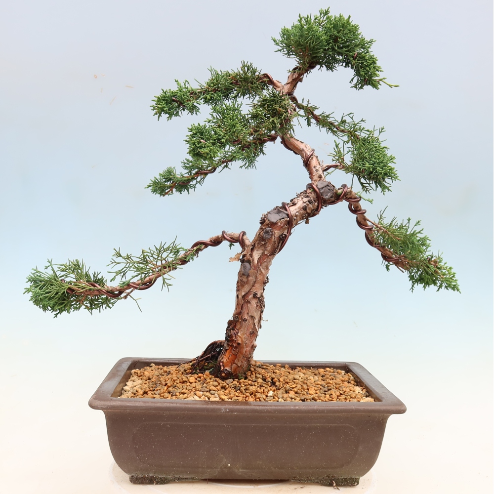 Venkovní bonsai - Juniperus chinensis Kishu -Jalovec čínský