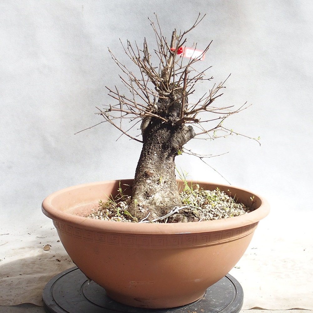 Venkovní bonsai -Mahalebka - Prunus mahaleb
