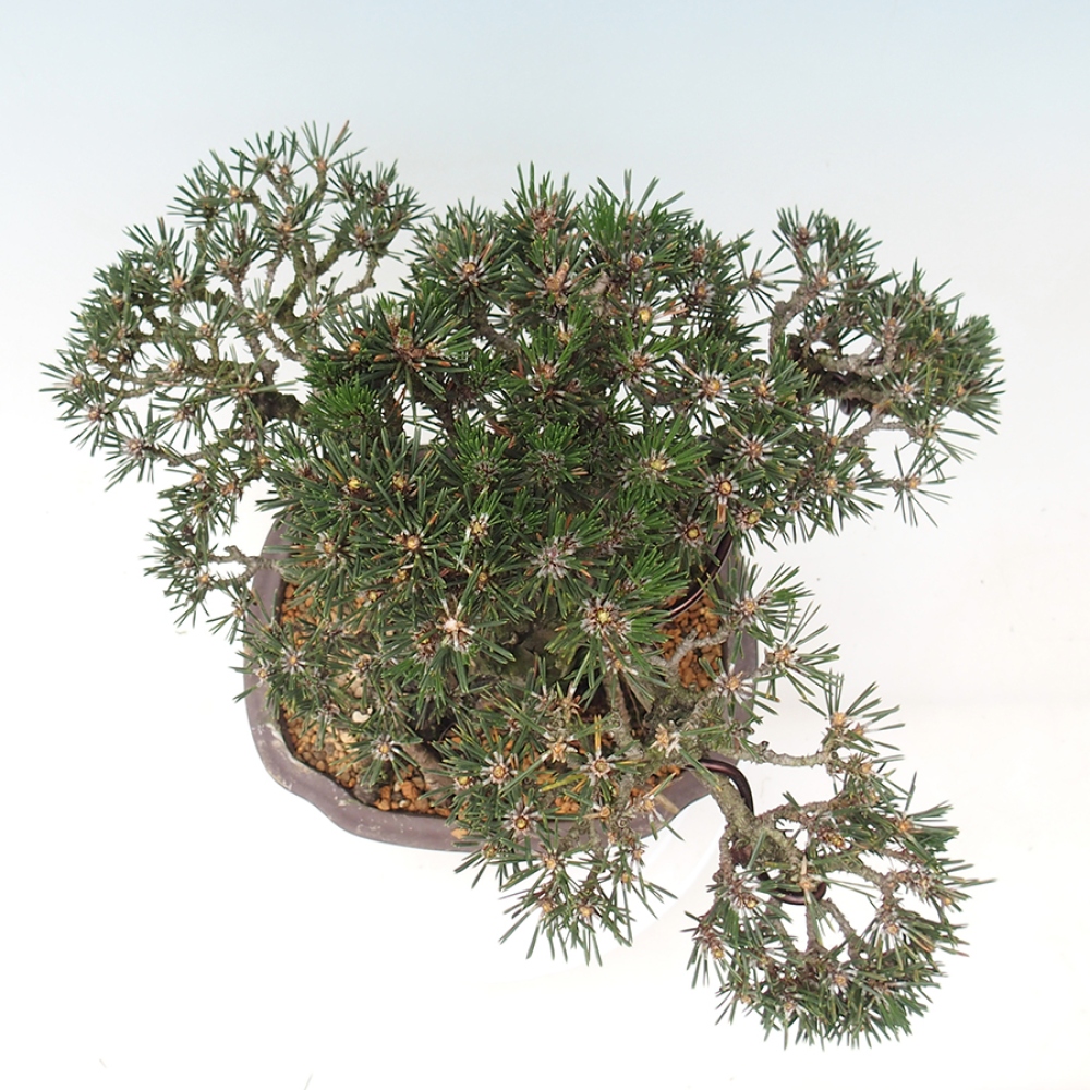 Venkovní bonsai - Pinus thunbergii Kotobuki - Borovice thunbergova