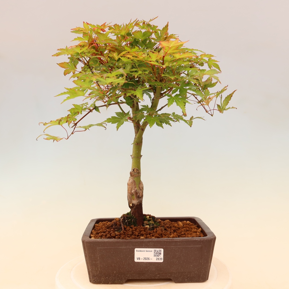 Javor dlanitolistý - Acer palmatum Beni Tsukasa