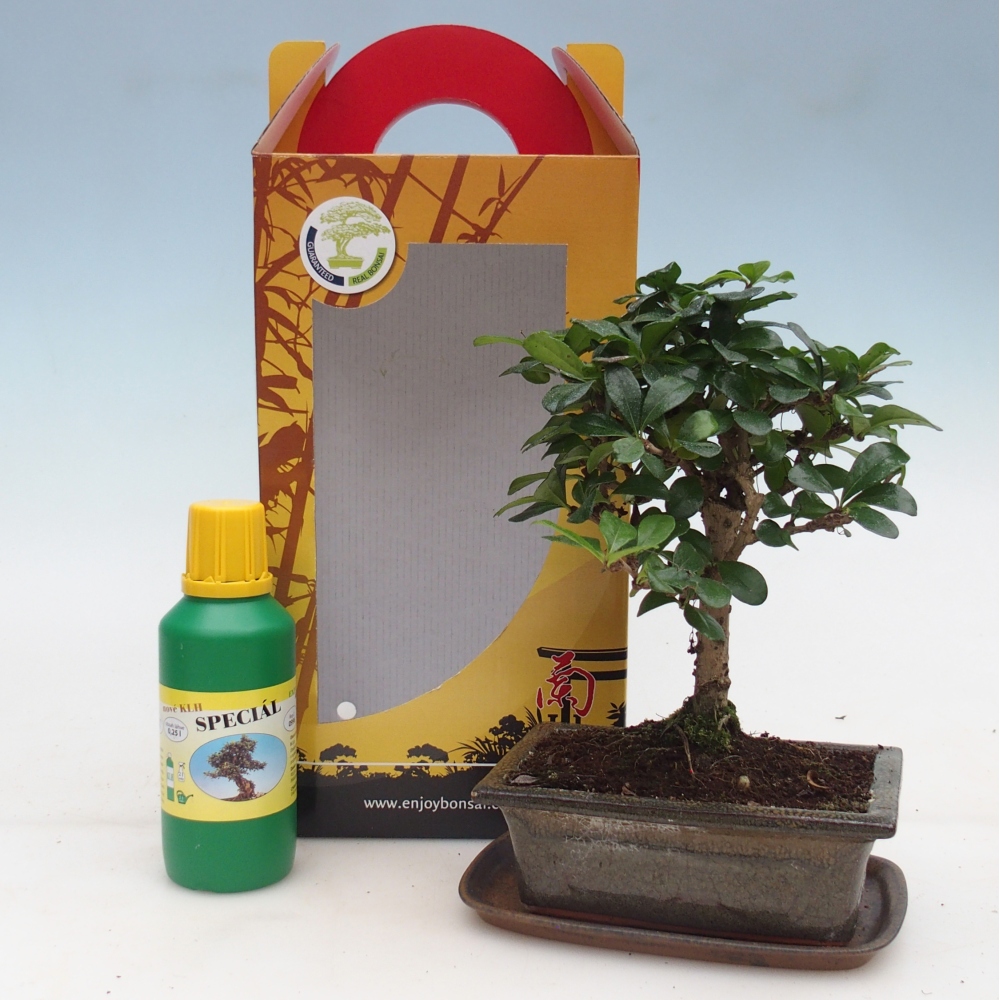 Pokojová bonsai v dárkové krabičce Carmona microphylla - Čaj fuki