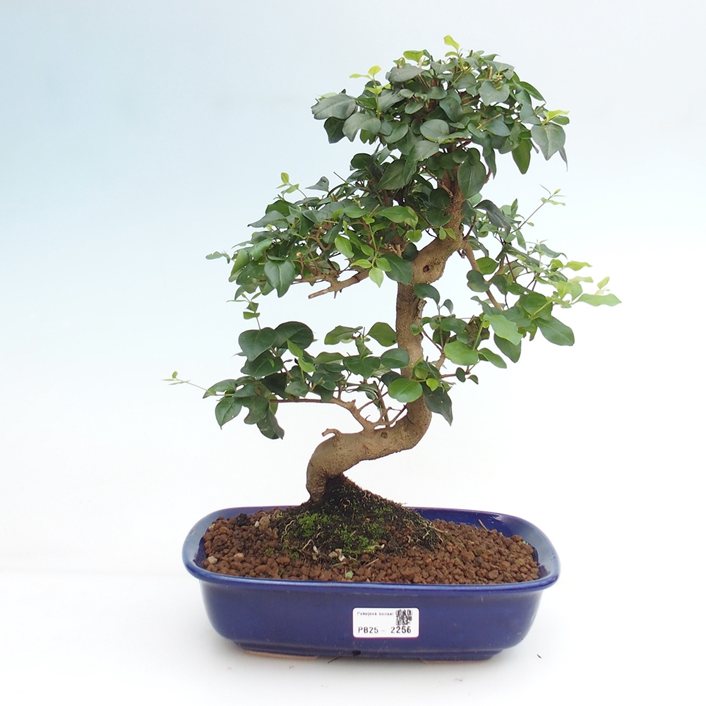 Pokojová bonsai -Ligustrum chinensis - Ptačí zob