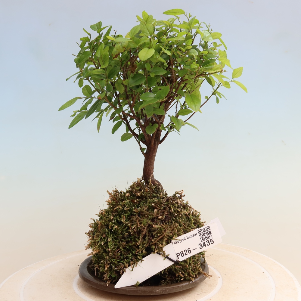 Kokedama s podmiskou - Sagerécie thea - Sagerécie thea