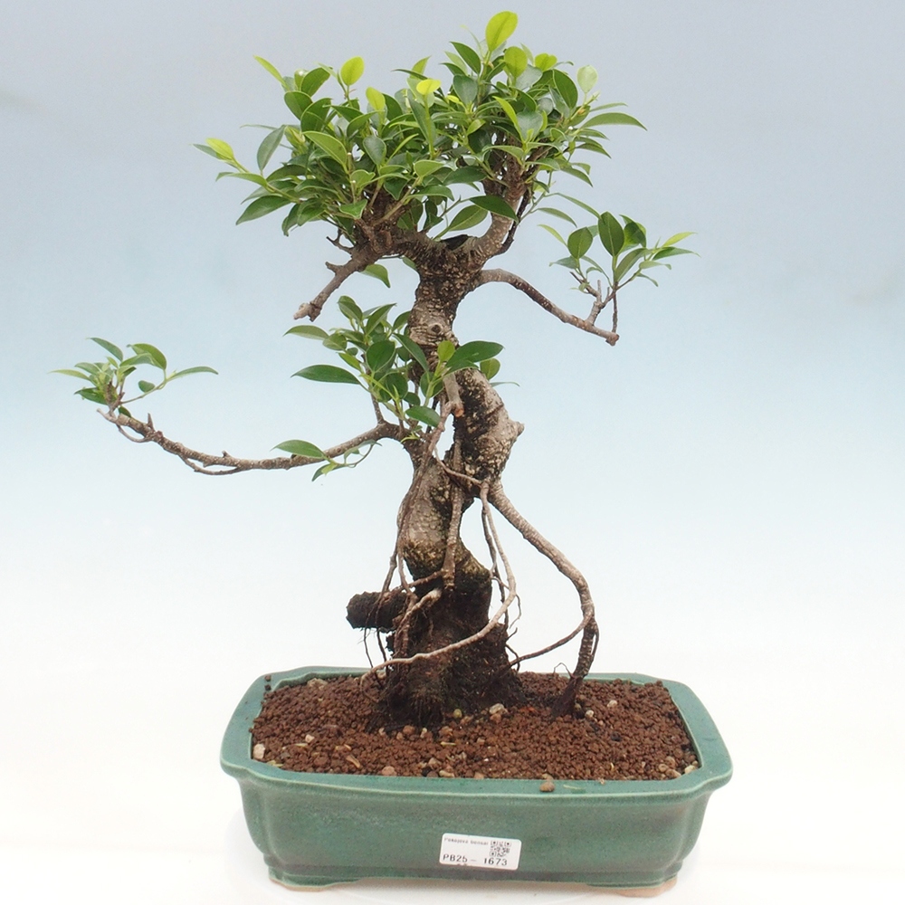 Pokojová bonsai - Ficus kimmen -  malolistý fíkus