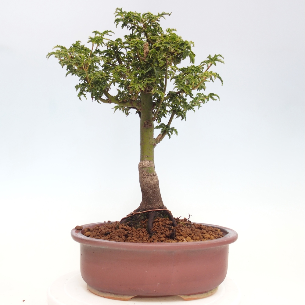Venkovní bonsai -Javor dlanitolistý Acer palmatum Shishigashira