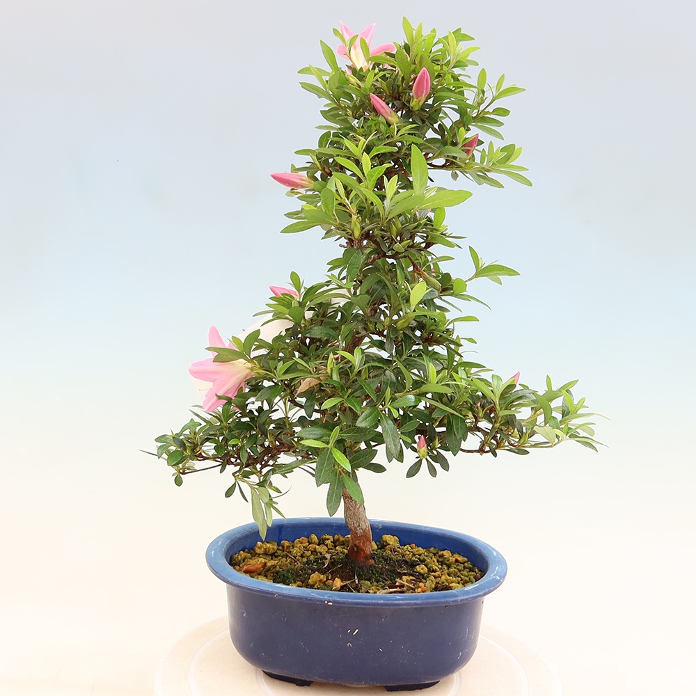 Venkovní bonsai - Japonská azalka - Azalea Nasuno
