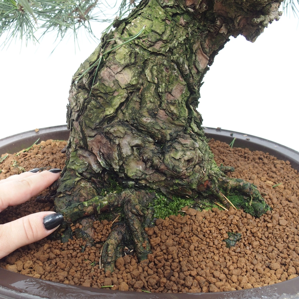 Venkovní bonsai - Pinus thunbergii - Borovice thunbergova