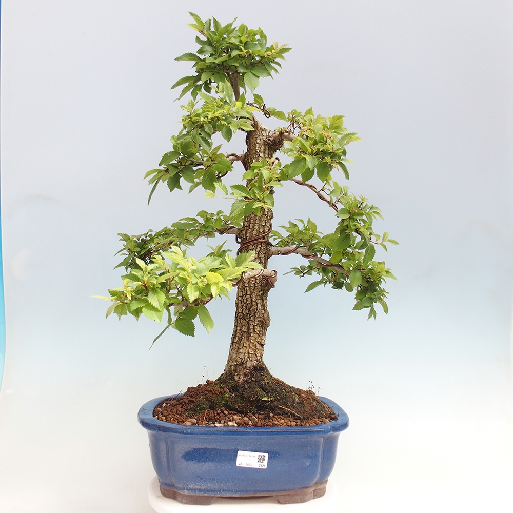Venkovní bonsai - Zelkova - Zelkova NIRE