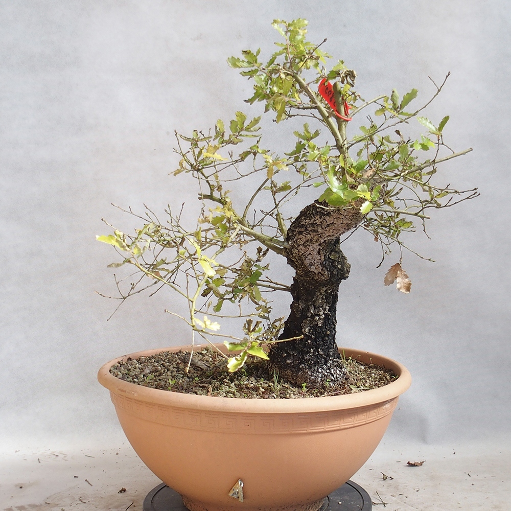 Venkovní bonsai Quercus Cerris - Dub Cer