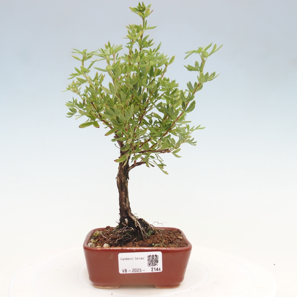 Venkovní bonsai-Mochna křovitá - potentila fruticosa yellow Bird