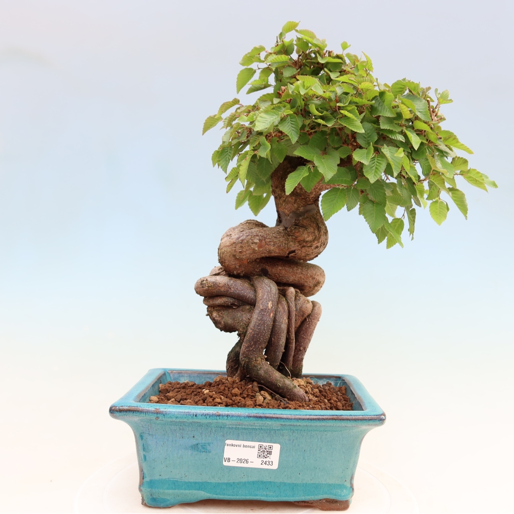 Venkovní bonsai -Carpinus Coreana - Habr korejský