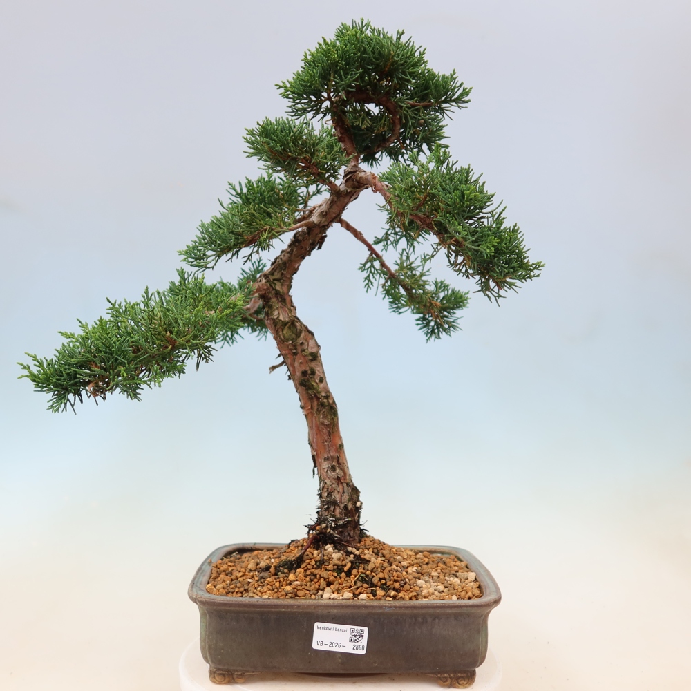 Venkovní bonsai - Juniperus chinensis Kishu -Jalovec čínský