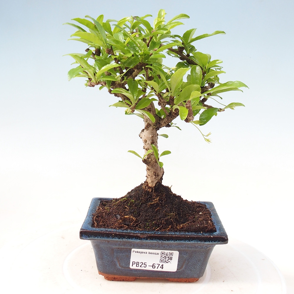 Pokojová bonsai - Carmona macrophylla - Čaj fuki