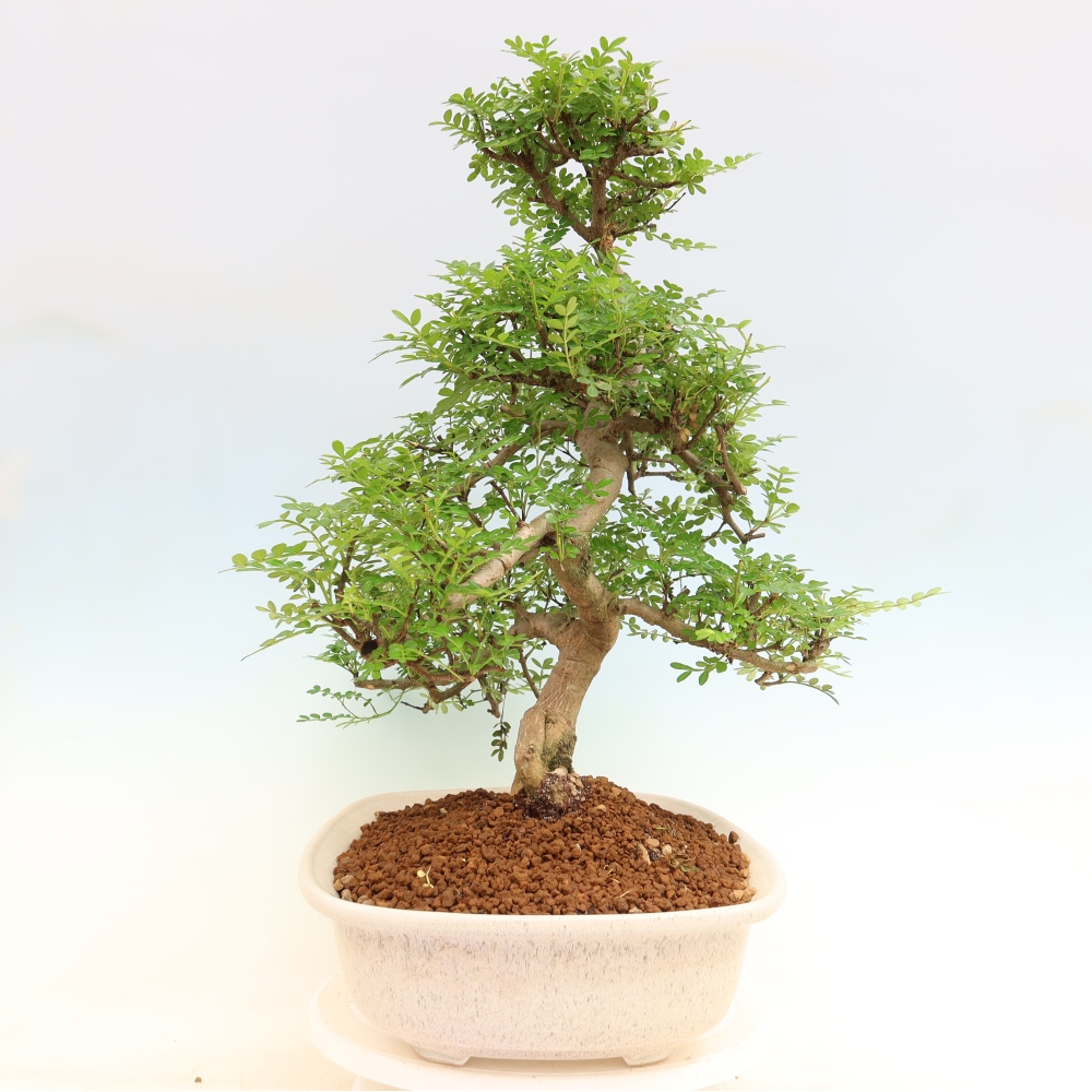 Pokojová bonsai - Zantoxylum piperitum - pepřovník