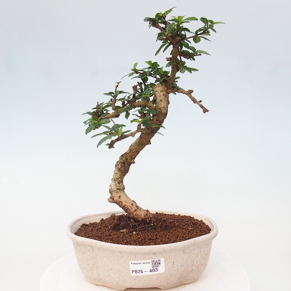 Pokojová bonsai - Carmona macrophylla - Čaj fuki
