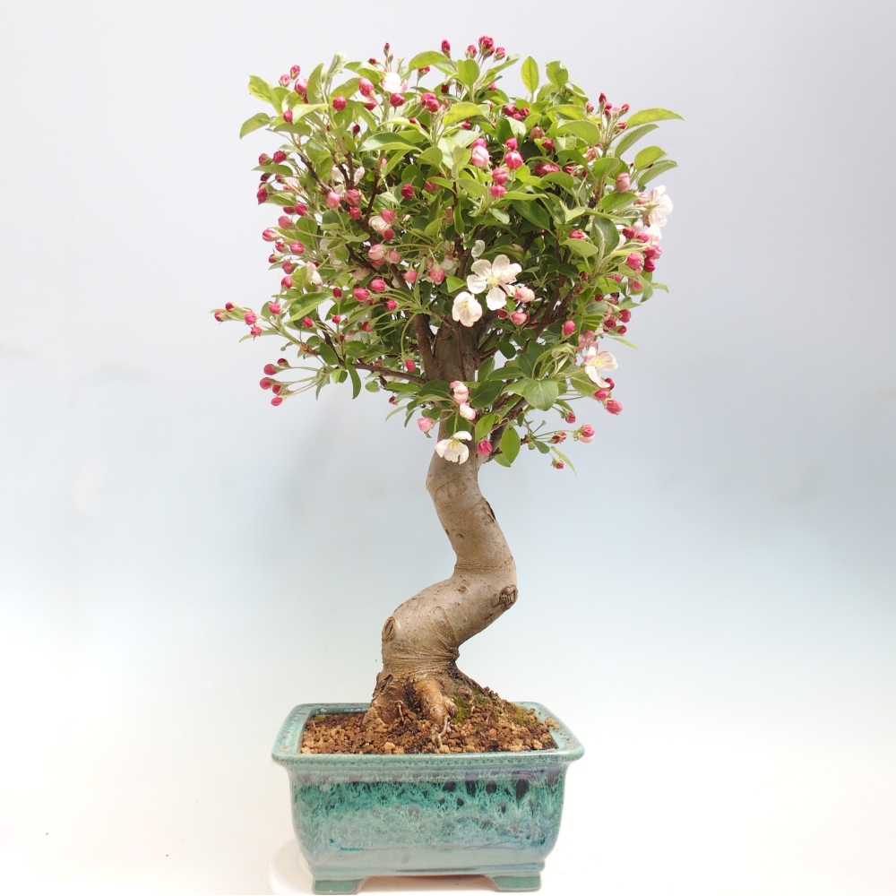 Venkovní bonsai -Malus halliana - Maloplodá jabloň