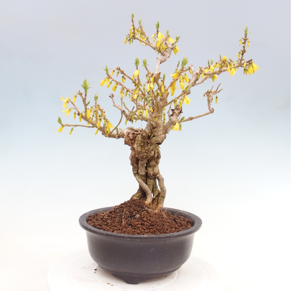 Venkovní bonsai - Zlatice - Forsythia koreana